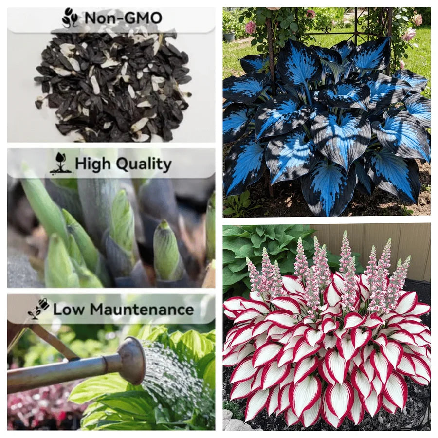 Premium Rare Hosta Seeds - Shade Plant for Garden