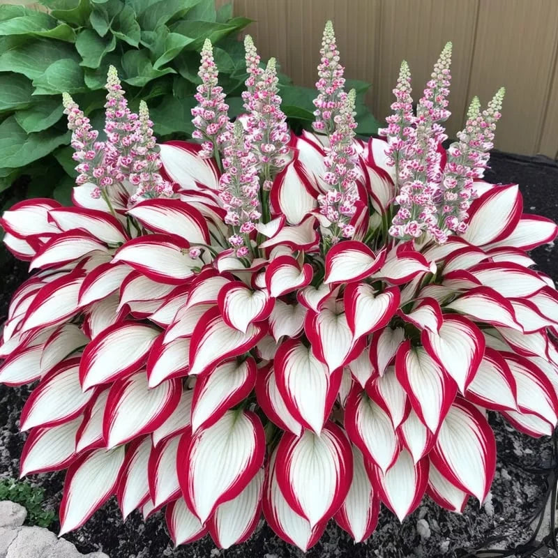 Premium Rare Hosta Seeds - Shade Plant for Garden