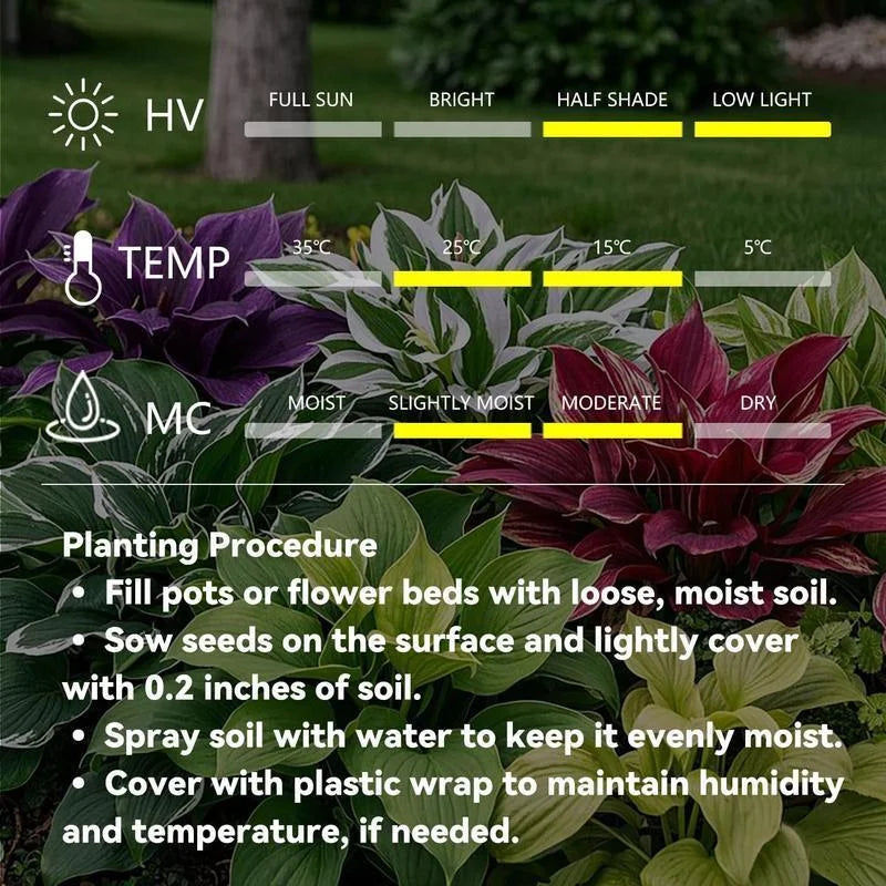 Premium Rare Hosta Seeds - Shade Plant for Garden