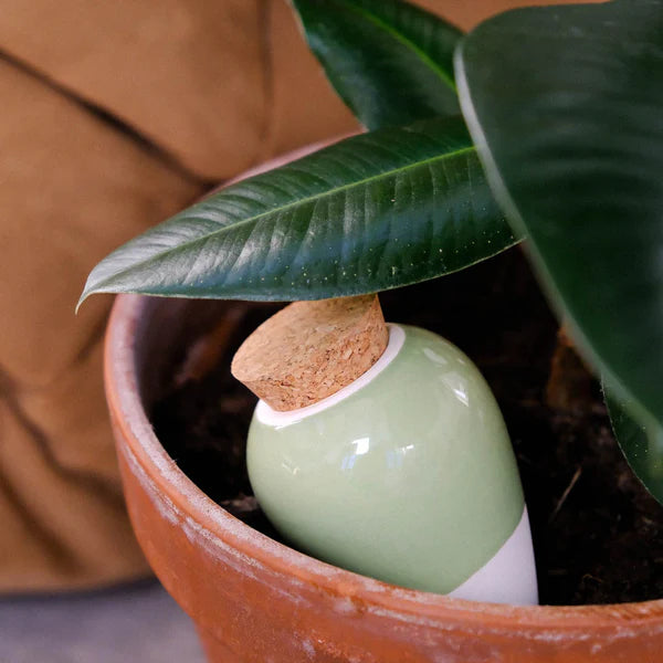 Olla - Léopard Macchiato
