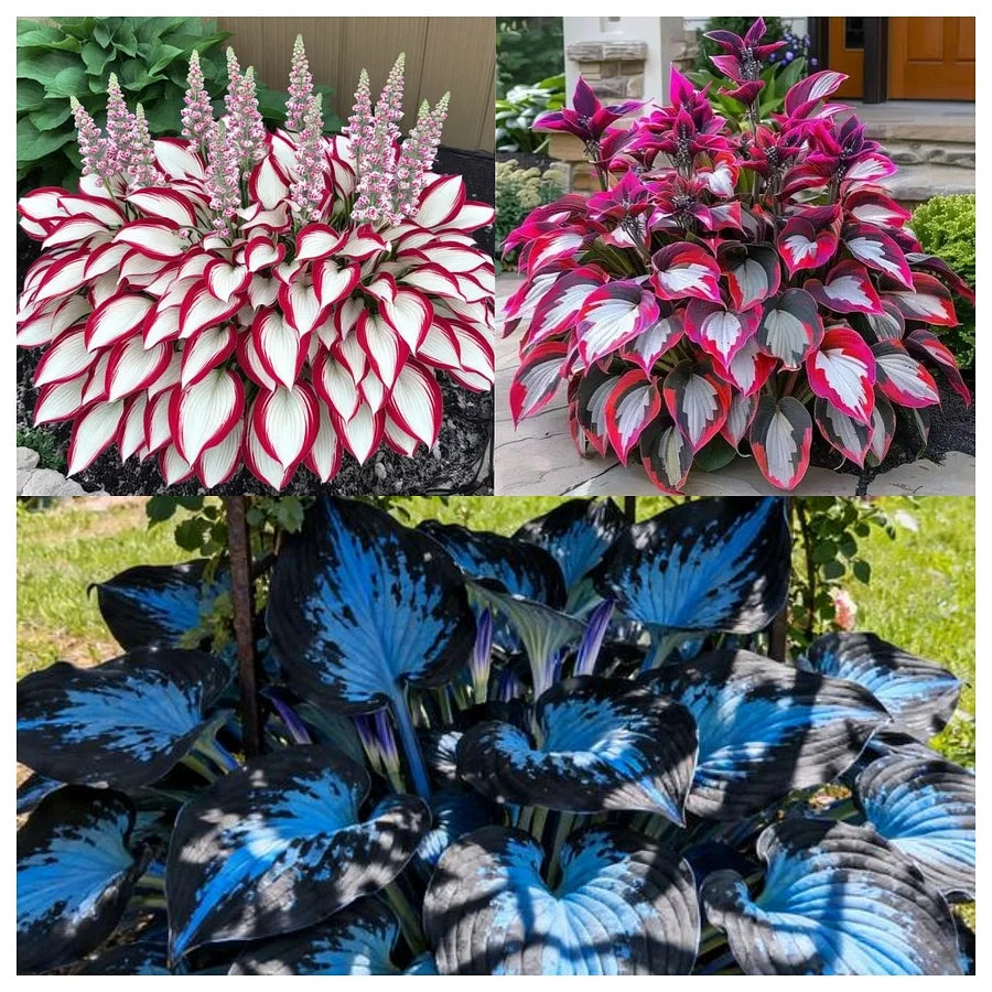 Premium Rare Hosta Seeds - Shade Plant for Garden
