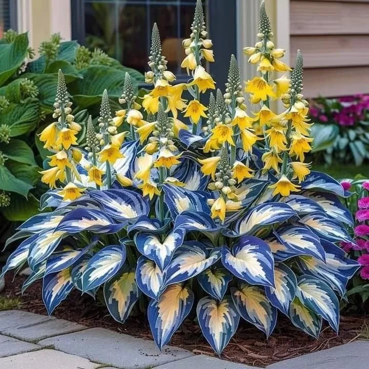 Premium Rare Hosta Seeds - Shade Plant for Garden