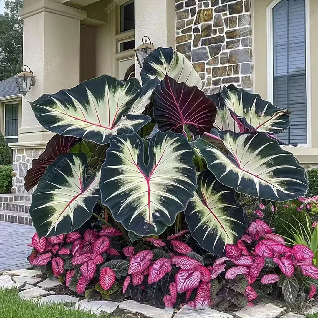 🌱 Exotic Rare Leaf Seeds 🏡 Transform Your Garden into a Masterpiece