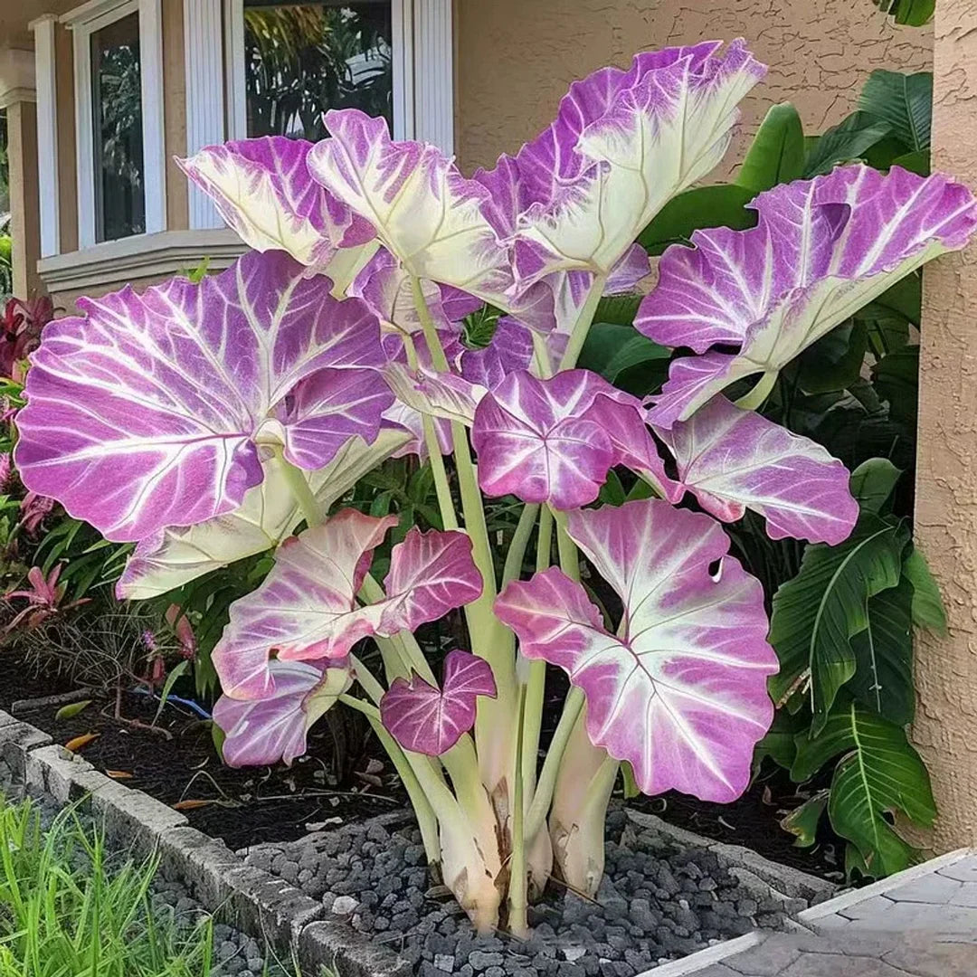 🌱 Exotic Rare Leaf Seeds 🏡 Transform Your Garden into a Masterpiece