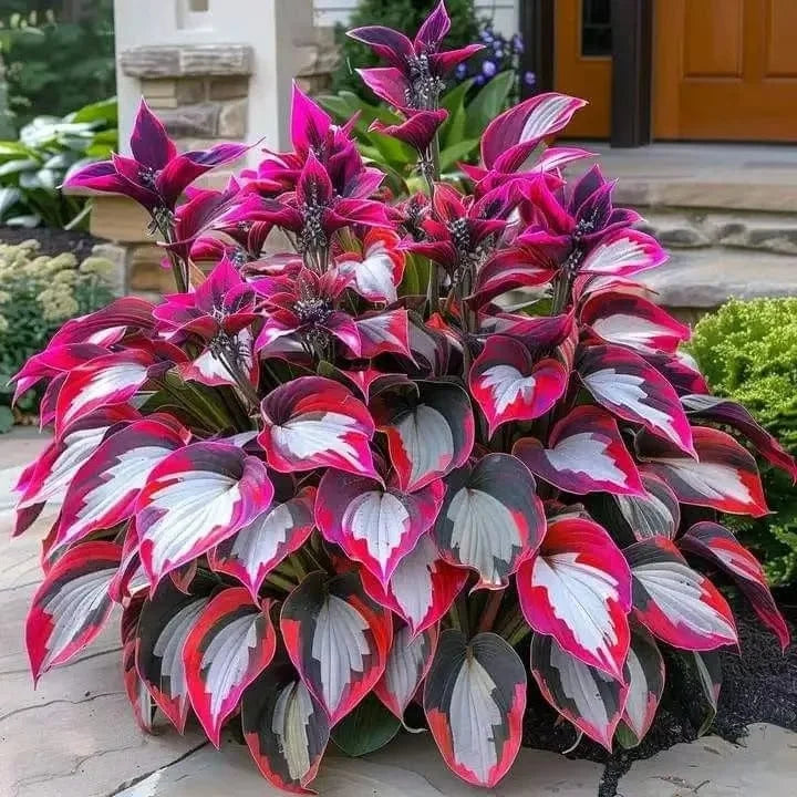 Premium Rare Hosta Seeds - Shade Plant for Garden