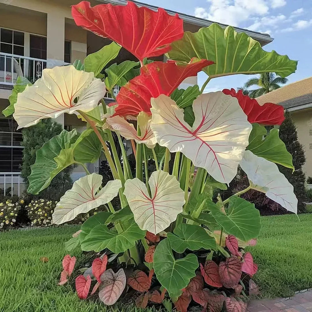 🌱 Exotic Rare Leaf Seeds 🏡 Transform Your Garden into a Masterpiece