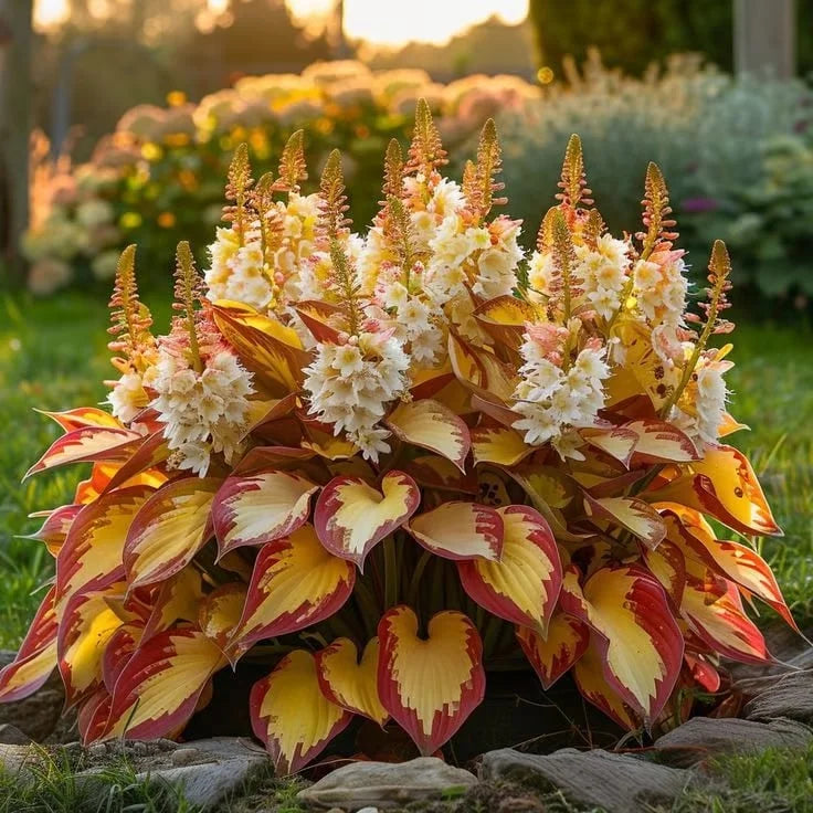 Premium Rare Hosta Seeds - Shade Plant for Garden