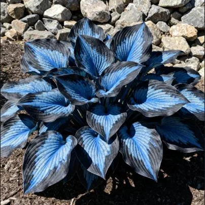 Premium Rare Hosta Seeds - Shade Plant for Garden