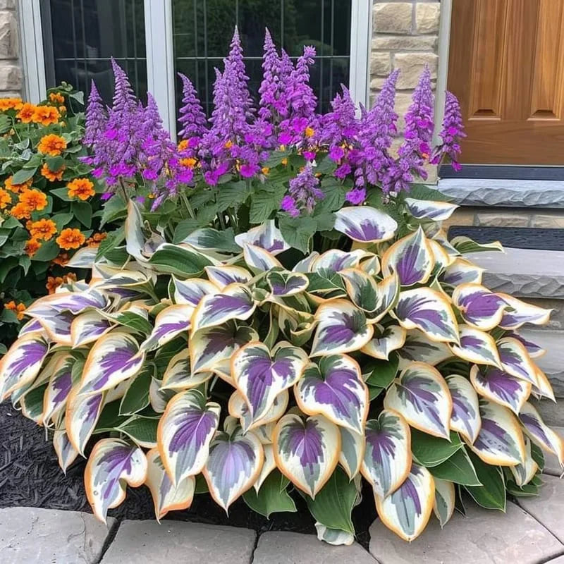 Premium Rare Hosta Seeds - Shade Plant for Garden