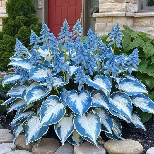 Premium Rare Hosta Seeds - Shade Plant for Garden